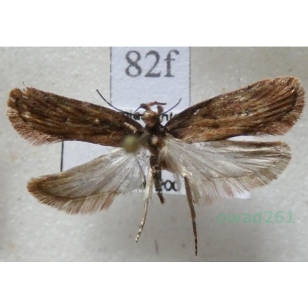 Depressaria albipunctella (Denis & Schiffermüller, 1775) Czech82f